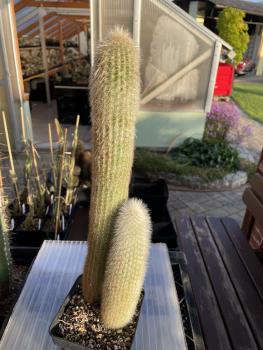 Austrocephalocereus dybowskii HU160
